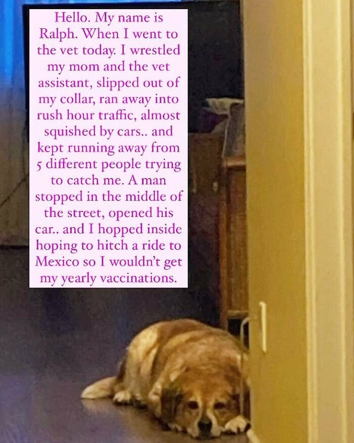 95 Times Pets Were Shamed For Their Hilariously ‘Horrible Crimes’ 95 Times Pets Were Shamed For Their Hilariously ‘Horrible Crimes’