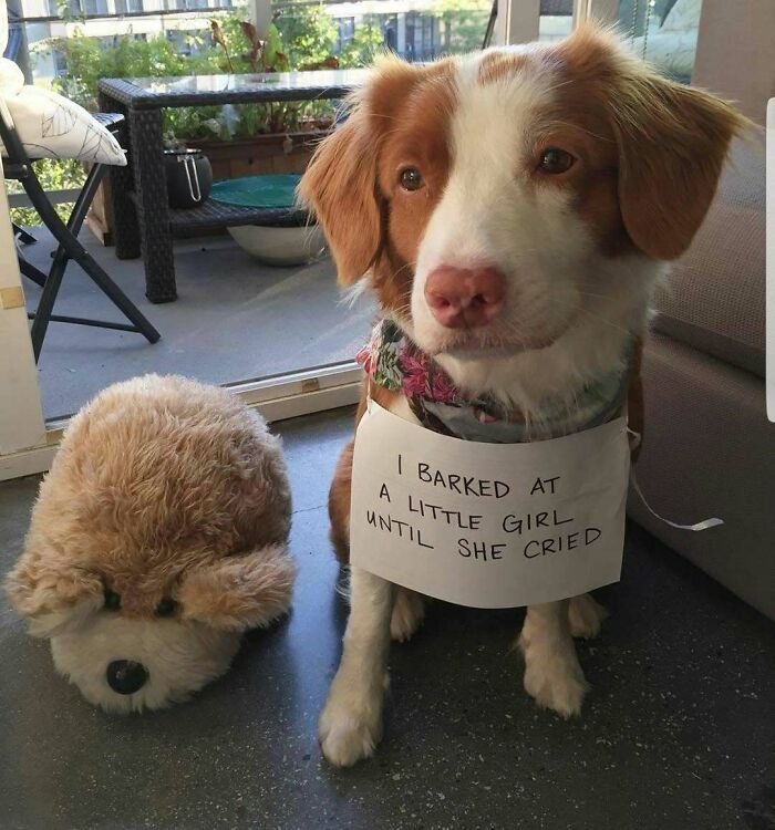95 Times Pets Were Shamed For Their Hilariously ‘Horrible Crimes’ 95 Times Pets Were Shamed For Their Hilariously ‘Horrible Crimes’