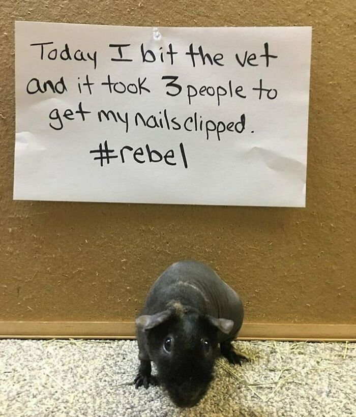 95 Times Pets Were Shamed For Their Hilariously ‘Horrible Crimes’ 95 Times Pets Were Shamed For Their Hilariously ‘Horrible Crimes’