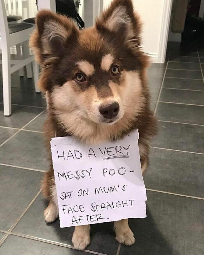 95 Times Pets Were Shamed For Their Hilariously ‘Horrible Crimes’ 95 Times Pets Were Shamed For Their Hilariously ‘Horrible Crimes’