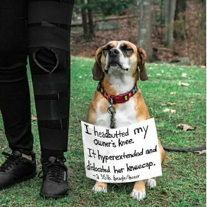 95 Times Pets Were Shamed For Their Hilariously ‘Horrible Crimes’ 95 Times Pets Were Shamed For Their Hilariously ‘Horrible Crimes’