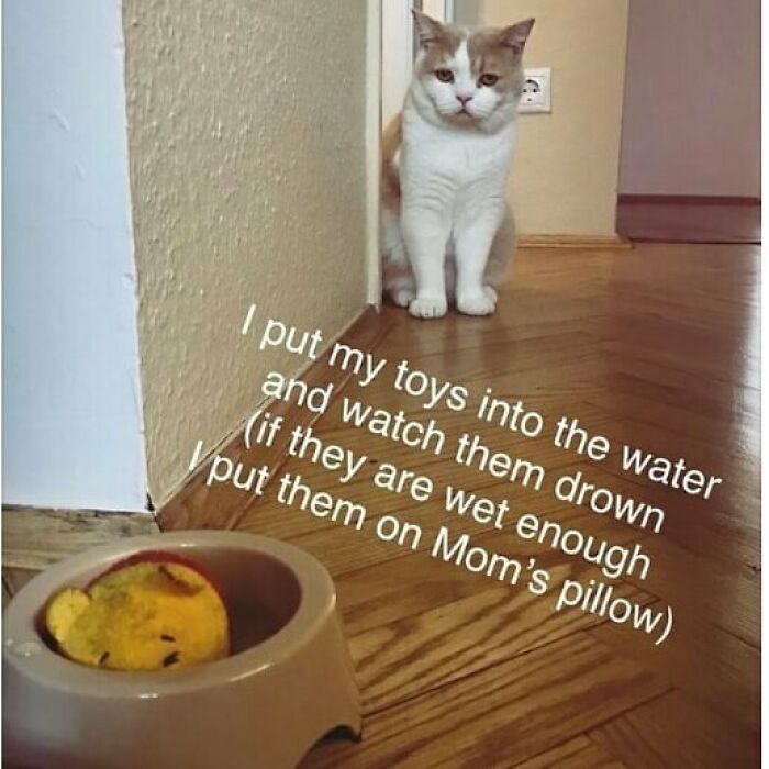 95 Times Pets Were Shamed For Their Hilariously ‘Horrible Crimes’ 95 Times Pets Were Shamed For Their Hilariously ‘Horrible Crimes’