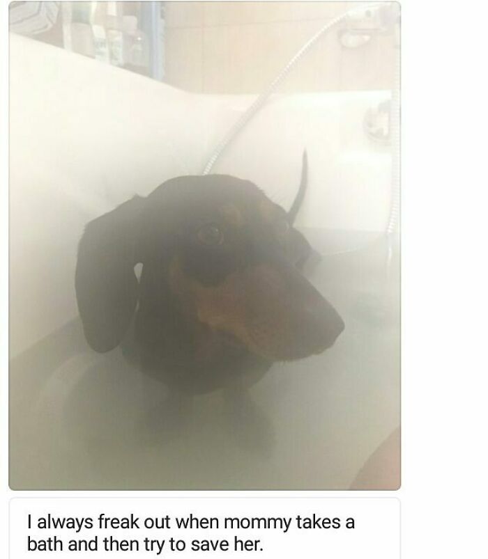 95 Times Pets Were Shamed For Their Hilariously ‘Horrible Crimes’ 95 Times Pets Were Shamed For Their Hilariously ‘Horrible Crimes’