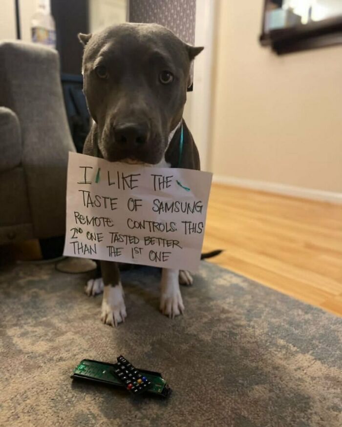 95 Times Pets Were Shamed For Their Hilariously ‘Horrible Crimes’ 95 Times Pets Were Shamed For Their Hilariously ‘Horrible Crimes’