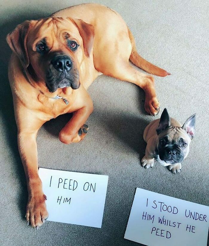 95 Times Pets Were Shamed For Their Hilariously ‘Horrible Crimes’ 95 Times Pets Were Shamed For Their Hilariously ‘Horrible Crimes’