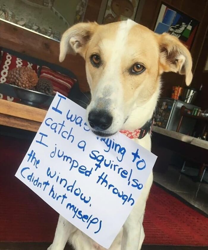 95 Times Pets Were Shamed For Their Hilariously ‘Horrible Crimes’ 95 Times Pets Were Shamed For Their Hilariously ‘Horrible Crimes’
