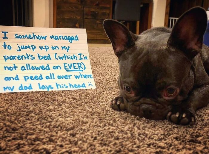 95 Times Pets Were Shamed For Their Hilariously ‘Horrible Crimes’ 95 Times Pets Were Shamed For Their Hilariously ‘Horrible Crimes’