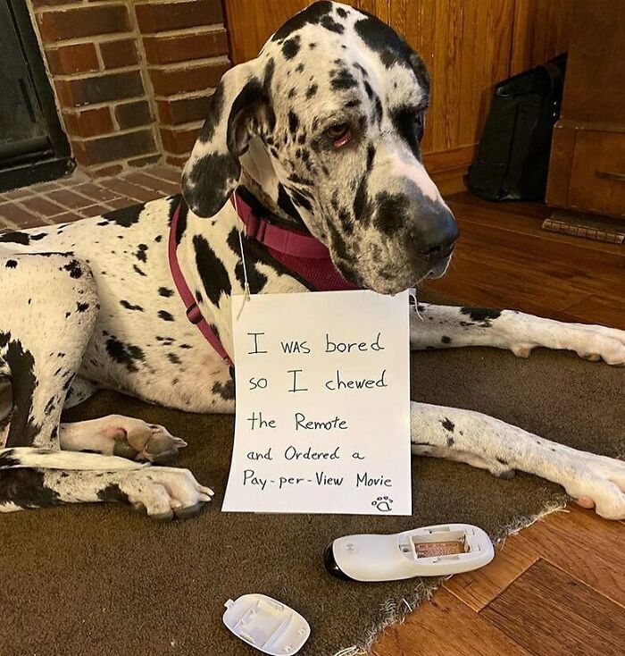 95 Times Pets Were Shamed For Their Hilariously ‘Horrible Crimes’ 95 Times Pets Were Shamed For Their Hilariously ‘Horrible Crimes’