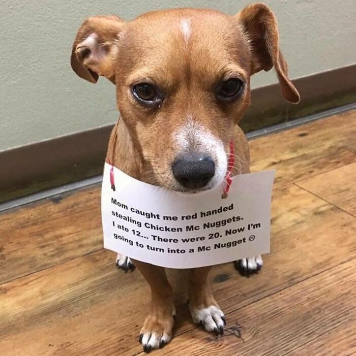 95 Times Pets Were Shamed For Their Hilariously ‘Horrible Crimes’ 95 Times Pets Were Shamed For Their Hilariously ‘Horrible Crimes’