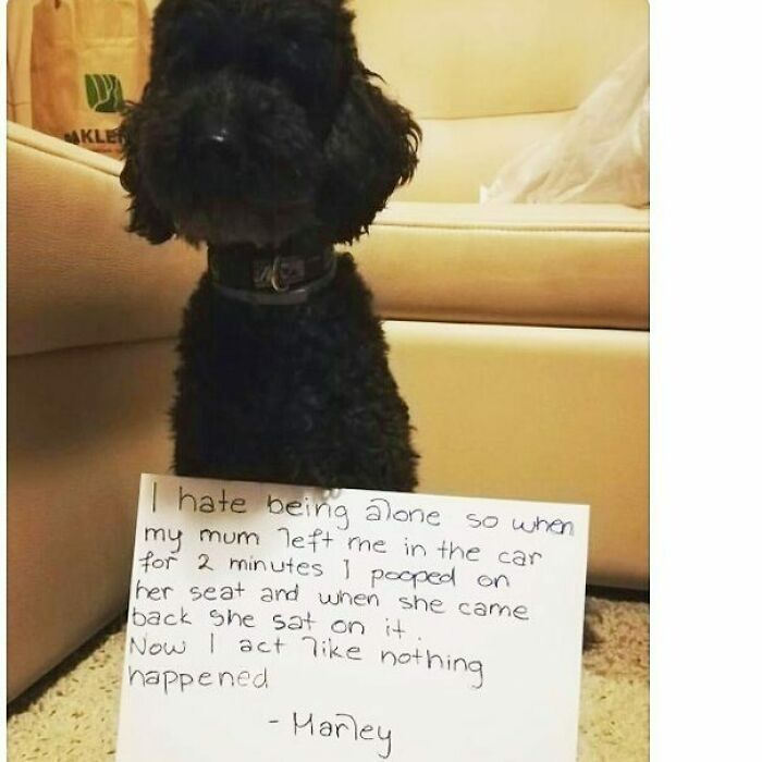 95 Times Pets Were Shamed For Their Hilariously ‘Horrible Crimes’ 95 Times Pets Were Shamed For Their Hilariously ‘Horrible Crimes’