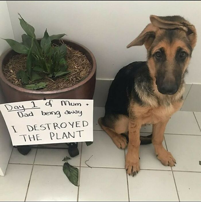 95 Times Pets Were Shamed For Their Hilariously ‘Horrible Crimes’ 95 Times Pets Were Shamed For Their Hilariously ‘Horrible Crimes’