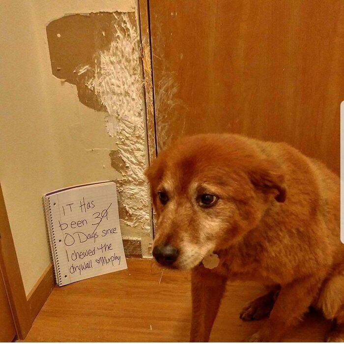 95 Times Pets Were Shamed For Their Hilariously ‘Horrible Crimes’ 95 Times Pets Were Shamed For Their Hilariously ‘Horrible Crimes’