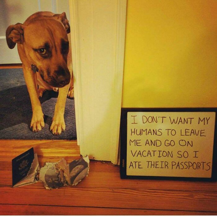 95 Times Pets Were Shamed For Their Hilariously ‘Horrible Crimes’ 95 Times Pets Were Shamed For Their Hilariously ‘Horrible Crimes’