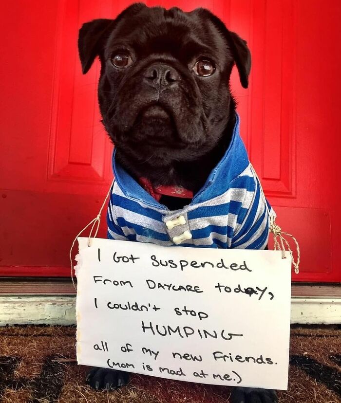 95 Times Pets Were Shamed For Their Hilariously ‘Horrible Crimes’ 95 Times Pets Were Shamed For Their Hilariously ‘Horrible Crimes’