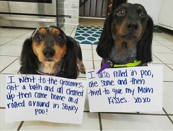 95 Times Pets Were Shamed For Their Hilariously ‘Horrible Crimes’ 95 Times Pets Were Shamed For Their Hilariously ‘Horrible Crimes’