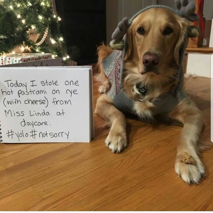 95 Times Pets Were Shamed For Their Hilariously ‘Horrible Crimes’ 95 Times Pets Were Shamed For Their Hilariously ‘Horrible Crimes’