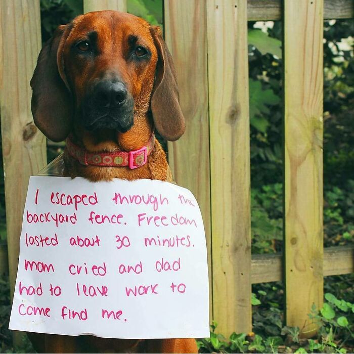 95 Times Pets Were Shamed For Their Hilariously ‘Horrible Crimes’ 95 Times Pets Were Shamed For Their Hilariously ‘Horrible Crimes’