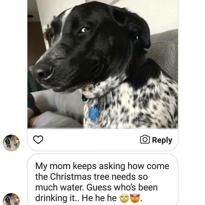 95 Times Pets Were Shamed For Their Hilariously ‘Horrible Crimes’ 95 Times Pets Were Shamed For Their Hilariously ‘Horrible Crimes’