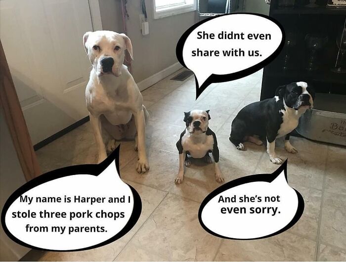 95 Times Pets Were Shamed For Their Hilariously ‘Horrible Crimes’ 95 Times Pets Were Shamed For Their Hilariously ‘Horrible Crimes’