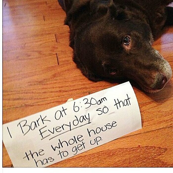 95 Times Pets Were Shamed For Their Hilariously ‘Horrible Crimes’ 95 Times Pets Were Shamed For Their Hilariously ‘Horrible Crimes’