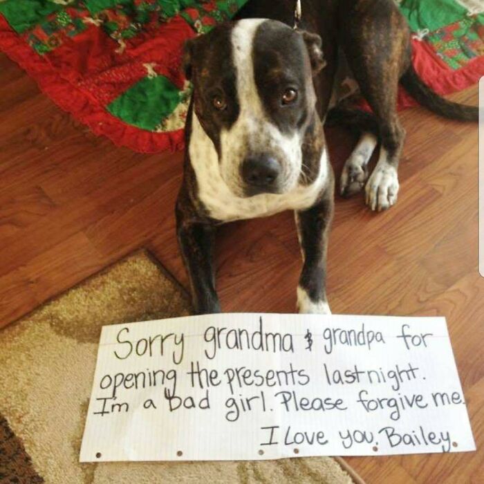 95 Times Pets Were Shamed For Their Hilariously ‘Horrible Crimes’ 95 Times Pets Were Shamed For Their Hilariously ‘Horrible Crimes’