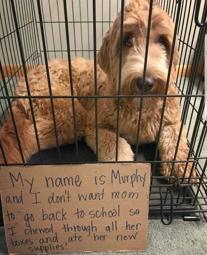95 Times Pets Were Shamed For Their Hilariously ‘Horrible Crimes’ 95 Times Pets Were Shamed For Their Hilariously ‘Horrible Crimes’