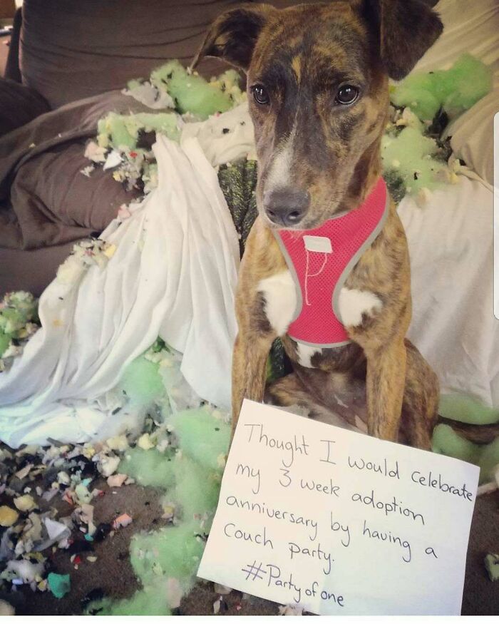 95 Times Pets Were Shamed For Their Hilariously ‘Horrible Crimes’ 95 Times Pets Were Shamed For Their Hilariously ‘Horrible Crimes’