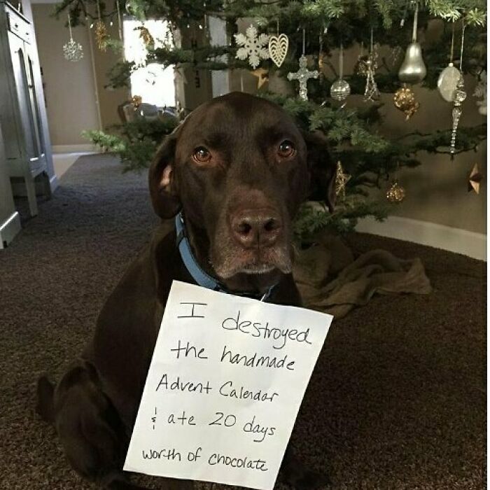 95 Times Pets Were Shamed For Their Hilariously ‘Horrible Crimes’ 95 Times Pets Were Shamed For Their Hilariously ‘Horrible Crimes’