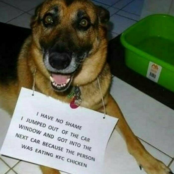 95 Times Pets Were Shamed For Their Hilariously ‘Horrible Crimes’ 95 Times Pets Were Shamed For Their Hilariously ‘Horrible Crimes’