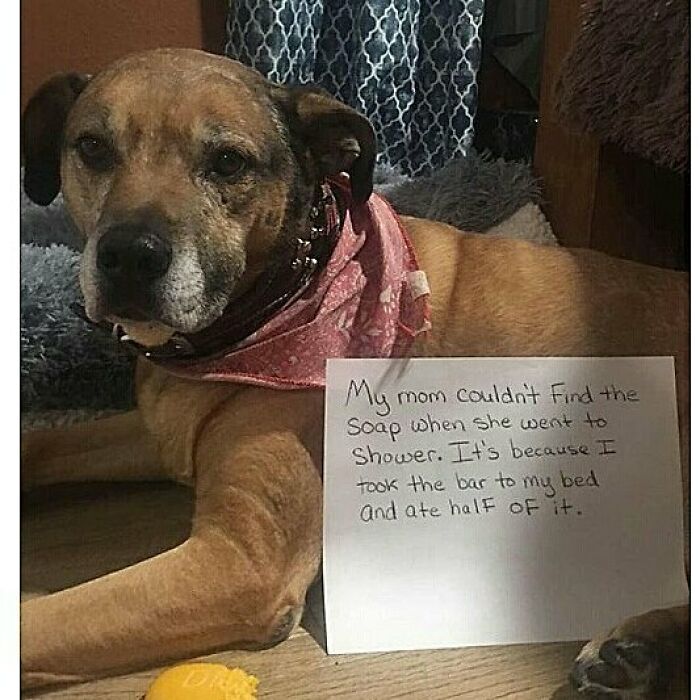 95 Times Pets Were Shamed For Their Hilariously ‘Horrible Crimes’ 95 Times Pets Were Shamed For Their Hilariously ‘Horrible Crimes’