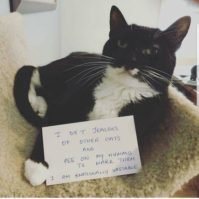 95 Times Pets Were Shamed For Their Hilariously ‘Horrible Crimes’ 95 Times Pets Were Shamed For Their Hilariously ‘Horrible Crimes’