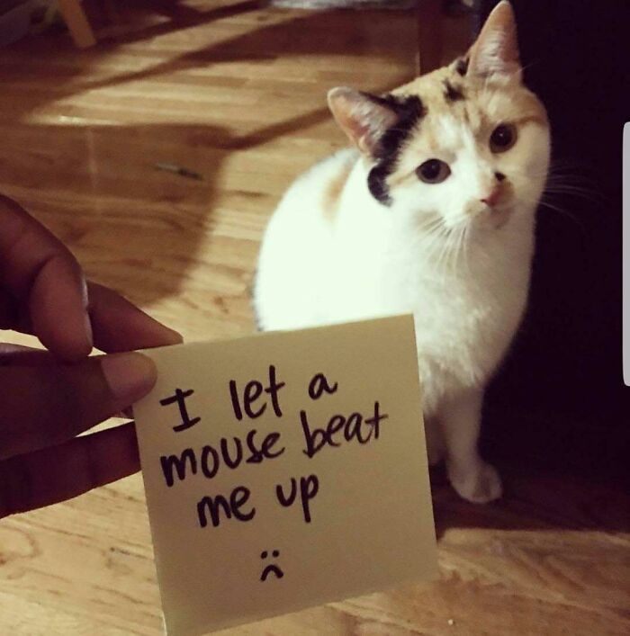 95 Times Pets Were Shamed For Their Hilariously ‘Horrible Crimes’ 95 Times Pets Were Shamed For Their Hilariously ‘Horrible Crimes’