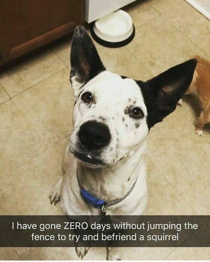 95 Times Pets Were Shamed For Their Hilariously ‘Horrible Crimes’ 95 Times Pets Were Shamed For Their Hilariously ‘Horrible Crimes’