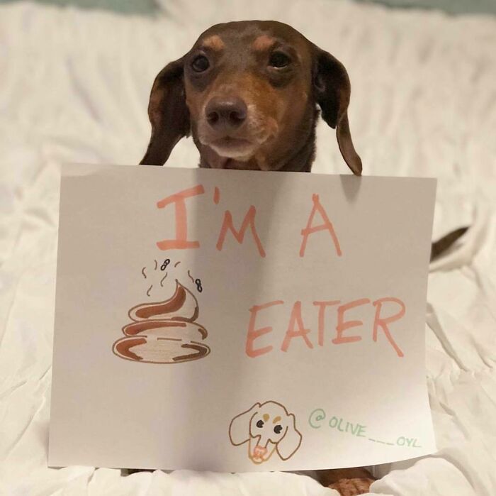95 Times Pets Were Shamed For Their Hilariously ‘Horrible Crimes’ 95 Times Pets Were Shamed For Their Hilariously ‘Horrible Crimes’