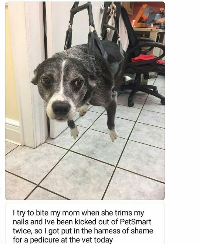 95 Times Pets Were Shamed For Their Hilariously ‘Horrible Crimes’ 95 Times Pets Were Shamed For Their Hilariously ‘Horrible Crimes’