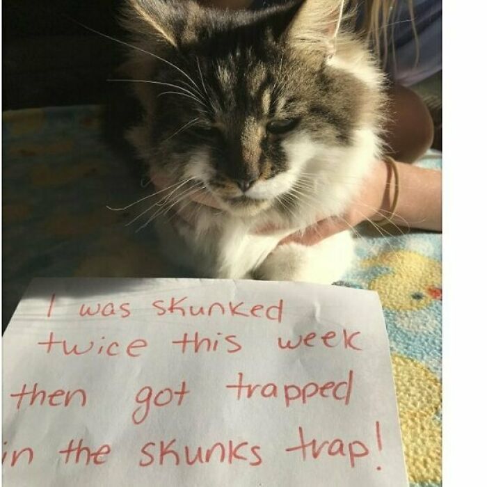 95 Times Pets Were Shamed For Their Hilariously ‘Horrible Crimes’ 95 Times Pets Were Shamed For Their Hilariously ‘Horrible Crimes’