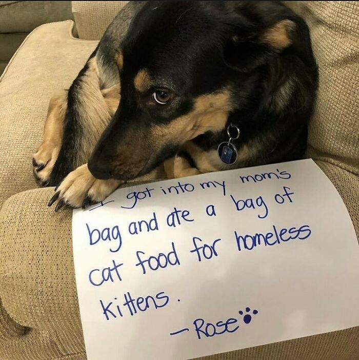 95 Times Pets Were Shamed For Their Hilariously ‘Horrible Crimes’ 95 Times Pets Were Shamed For Their Hilariously ‘Horrible Crimes’