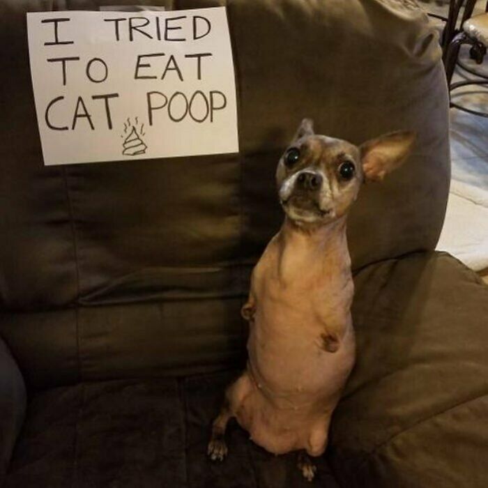 95 Times Pets Were Shamed For Their Hilariously ‘Horrible Crimes’ 95 Times Pets Were Shamed For Their Hilariously ‘Horrible Crimes’