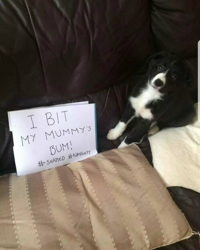 95 Times Pets Were Shamed For Their Hilariously ‘Horrible Crimes’ 95 Times Pets Were Shamed For Their Hilariously ‘Horrible Crimes’