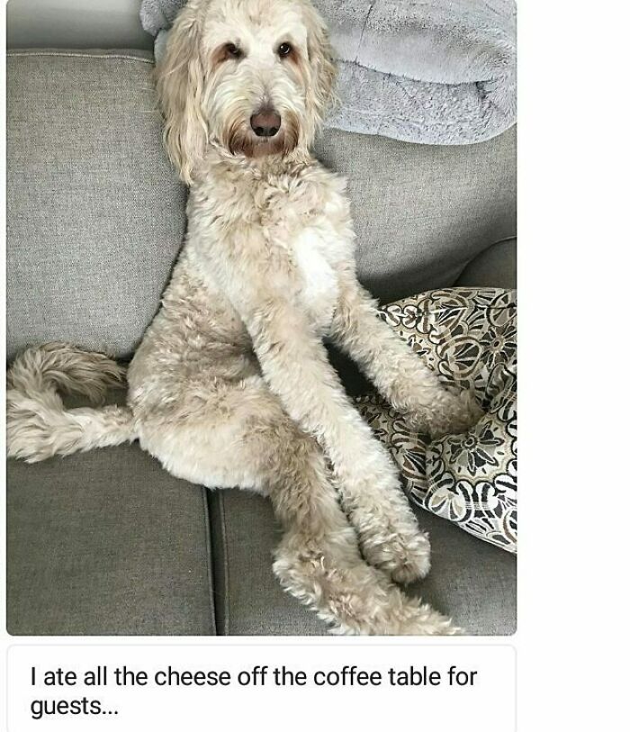 95 Times Pets Were Shamed For Their Hilariously ‘Horrible Crimes’ 95 Times Pets Were Shamed For Their Hilariously ‘Horrible Crimes’