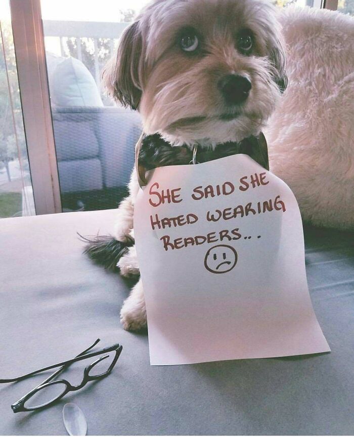 95 Times Pets Were Shamed For Their Hilariously ‘Horrible Crimes’ 95 Times Pets Were Shamed For Their Hilariously ‘Horrible Crimes’