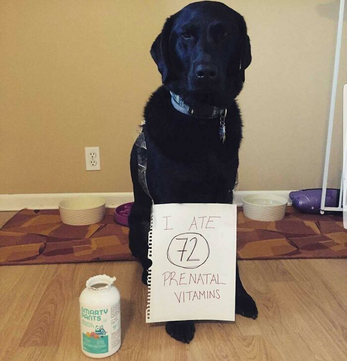 95 Times Pets Were Shamed For Their Hilariously ‘Horrible Crimes’ 95 Times Pets Were Shamed For Their Hilariously ‘Horrible Crimes’