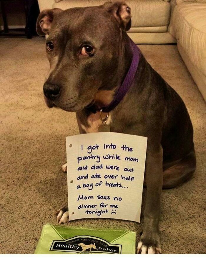 95 Times Pets Were Shamed For Their Hilariously ‘Horrible Crimes’ 95 Times Pets Were Shamed For Their Hilariously ‘Horrible Crimes’