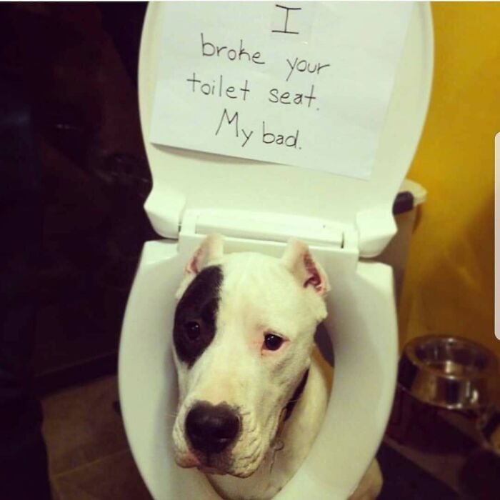 95 Times Pets Were Shamed For Their Hilariously ‘Horrible Crimes’ 95 Times Pets Were Shamed For Their Hilariously ‘Horrible Crimes’