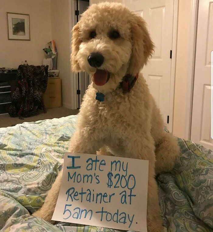 95 Times Pets Were Shamed For Their Hilariously ‘Horrible Crimes’ 95 Times Pets Were Shamed For Their Hilariously ‘Horrible Crimes’