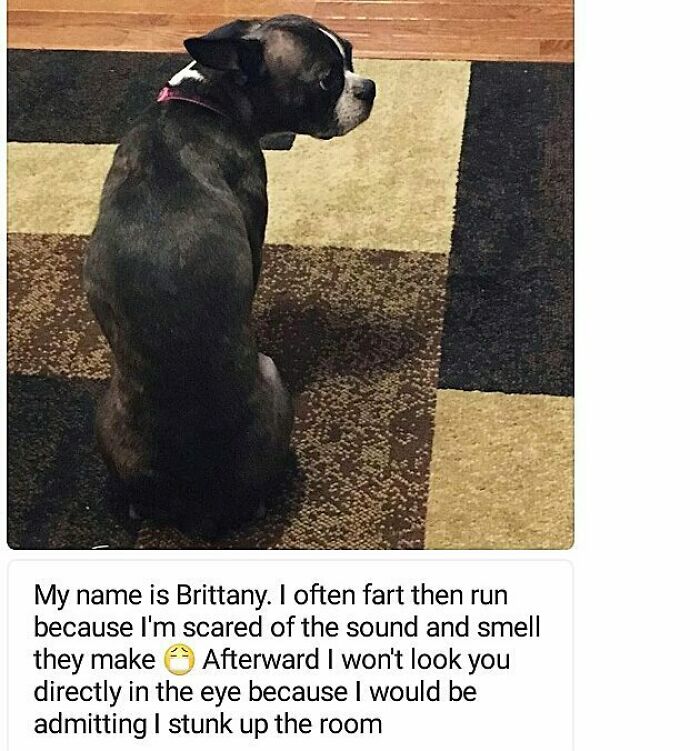 95 Times Pets Were Shamed For Their Hilariously ‘Horrible Crimes’ 95 Times Pets Were Shamed For Their Hilariously ‘Horrible Crimes’