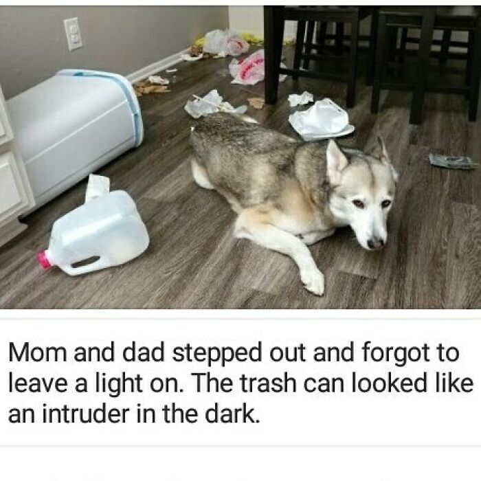 95 Times Pets Were Shamed For Their Hilariously ‘Horrible Crimes’ 95 Times Pets Were Shamed For Their Hilariously ‘Horrible Crimes’