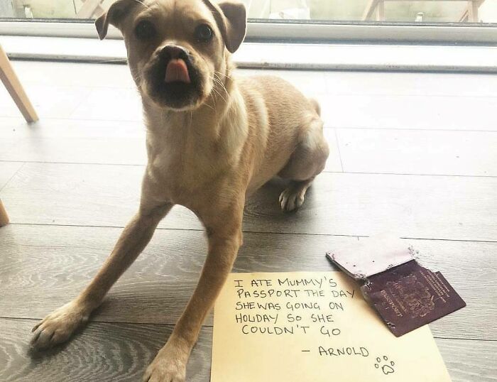 95 Times Pets Were Shamed For Their Hilariously ‘Horrible Crimes’ 95 Times Pets Were Shamed For Their Hilariously ‘Horrible Crimes’