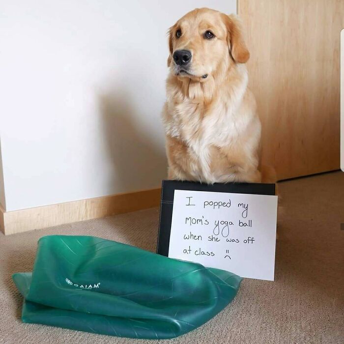 95 Times Pets Were Shamed For Their Hilariously ‘Horrible Crimes’ 95 Times Pets Were Shamed For Their Hilariously ‘Horrible Crimes’