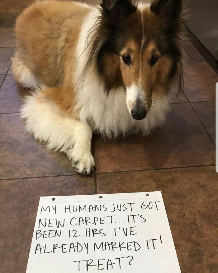 95 Times Pets Were Shamed For Their Hilariously ‘Horrible Crimes’ 95 Times Pets Were Shamed For Their Hilariously ‘Horrible Crimes’